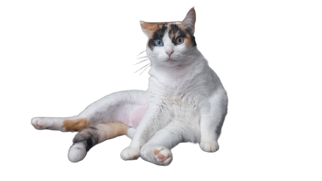 Kiki Softpaws