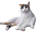 Kiki Softpaws