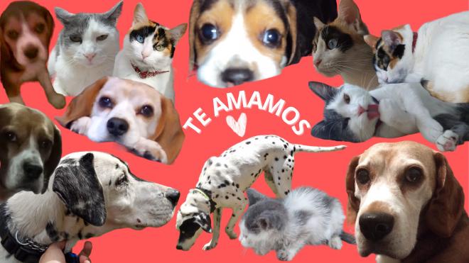 A collage of my dogs and cats around the words Te amamos