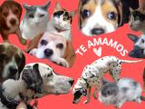 A collage of my dogs and cats around the words Te amamos